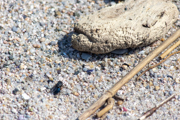 砂の上のハエ　砂浜で虫を見つけた