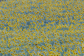 Sunflowers on the Plateau de Valensole in Provence, France.