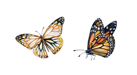 Fototapeta na wymiar Watercolor monarch butterfly. Hand painted set of summer illustrations. Realistic insect painting isolated on white. Detailed wings and orange body