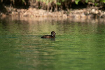 swan swims in the lake