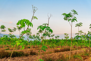 Plantation tree rubber or latex tree rubber in southern Thailand