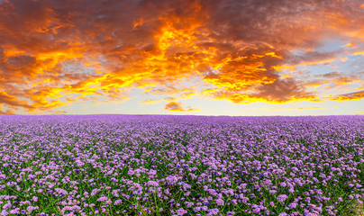 Purple lavender field landscape at sunset.