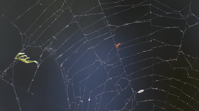 Spring Spider Web in Citadel Park in Berlin Spandau of April 22, 2020, Germany