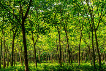 Fototapeta na wymiar Latex rubber plantation or para rubber tree in southern Thailand