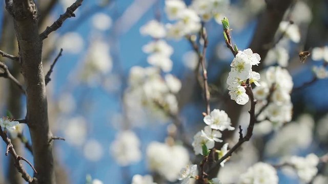 Beautiful cherry branch in spring white blossom on a bright blue sky background. The bee collects pollen and honey from the cherry blossom. Slow motion.