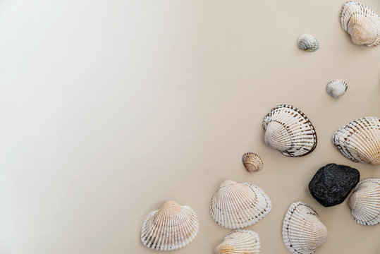 seashells on a light background, there is a place for text, there is a way