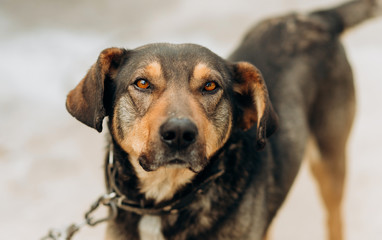 Portrait of a yard dog on a leash