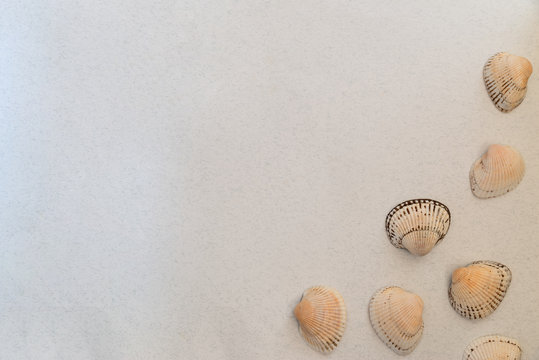 seashells on a light background, there is a place for text, there is a way