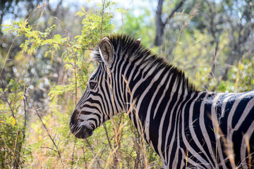 Zebra walking through grass, Kruger National Park, South Africa