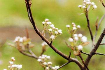 White blossom on green background