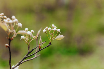 White blossom on green background