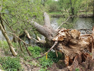 Sturm im Wald, Windig