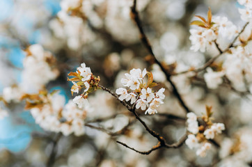 Spring white blossom on blue sky background