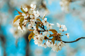 Spring white blossom on blue sky background
