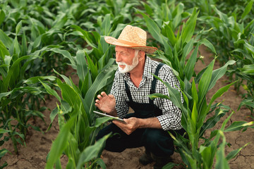 Grey haired beard senior agronomist inspecting corn field and using tablet computer.