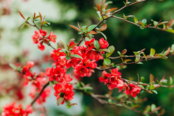 Spring tree,.pink and red blossom closeup