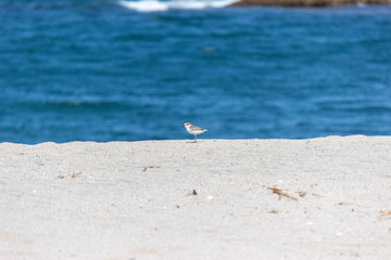 小鳥と砂浜と青い海