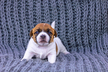 cute red-haired puppy Jack Russell Terrier stands and waves his tail on a knitted gray rug. Horizontal format