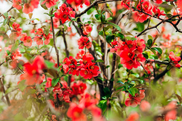 Spring tree, pink red blossom