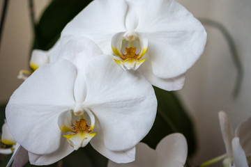 Close-up of two white orchid flowers, with their green leaves out of focus and white background, horizontal
