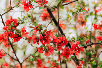 Obraz premium Spring tree,.pink and red blossom closeup