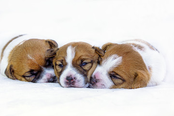 Three cute red-haired puppies Jack Russell Terrier lie huddled together on a light background. Horizontal format