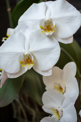 Close-up of white orchid flowers, with their green leaves out of focus, vertical