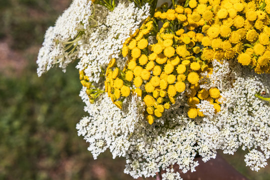 Bouquet with medicinal plants grass yarrow and tansy.