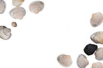 seashells on a light background, there is a place for text, there is a way