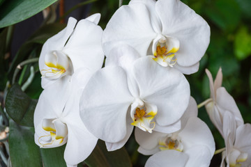 Close-up of white orchid flowers, green leaves, with selective focus, horizontal