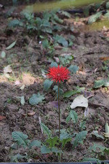 red flower in the garden