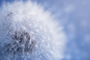 Fototapeta premium Dandelion on sky background. Dandelion abstract background. Shallow depth of field.