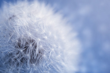 Dandelion on sky background. Dandelion abstract background. Shallow depth of field.