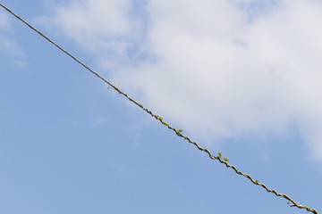 barbed wire against blue sky