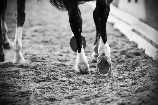 A black-and-white image of the legs of running horses with shod hooves, which they run on a sandy arena at a dressage competition.