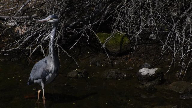 Gray Heron in Western Ditch in Citadel Park in Berlin Spandau from April 22, 2020, Germany