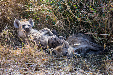 Two juvenile spotted hyenas sleeping in grass, Kruger National Park, South Africa