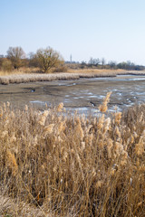 Dry reeds above mirror water. Lake reflection in the water. Sunny weather. Blue sky