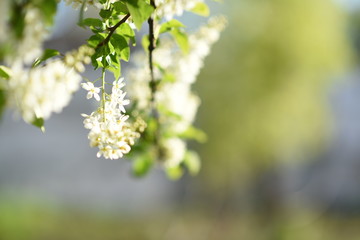 blossoming apple tree in spring