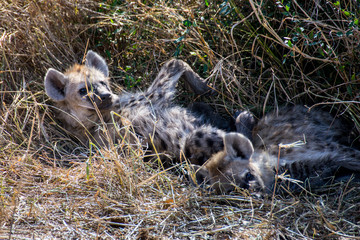 Two juvenile spotted hyenas sleeping in grass, Kruger National Park, South Africa