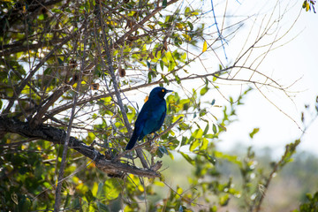 Cape Glossy Starling in tree, Kruger National Park, South Africa
