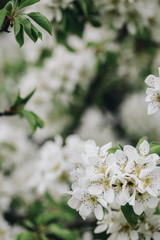 spring, flowering tree, white flowers