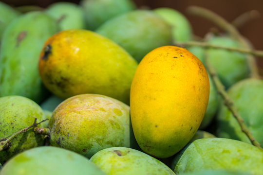 Ripen Mangos