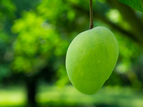Green Mango in Tree Branch