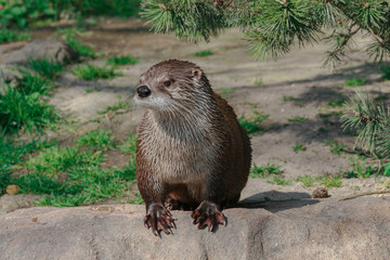 otter on a tree