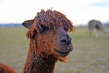 alpaca in the zoo