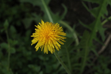 yellow dandelion flower
