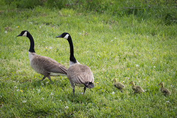 A family of Canadian Geese with 3 newly hatched goslings walking through a field of green grass. Geese find a mate and are monogamous throughout their lives.