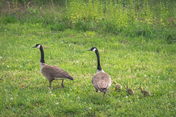 A family of Canadian Geese with 3 newly hatched goslings walking through a field of green grass. Geese find a mate and are monogamous throughout their lives.