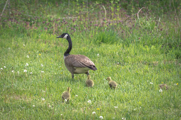 A mother Canadian Goose leads her three goslings through the grass. Canadian Geese are migratory birds that are native to North America.